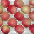 Pomme de gala rouge fraîche chinoise de Orchard à votre entrepôt